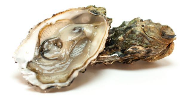 schaal-en-schelpdieren